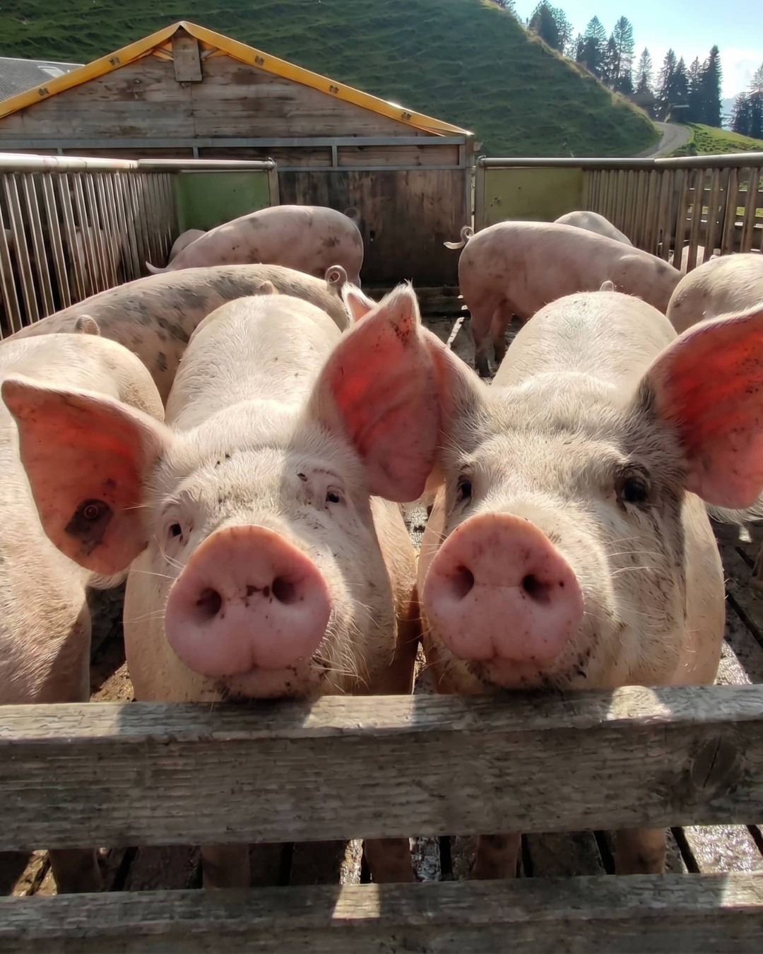 Neugierige Schweine vor einem Holzstall in den Bergen